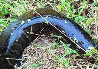 九月份可以釣黑魚嗎？9月份可以釣黑魚嗎？