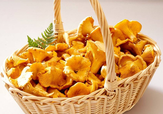 雞油菌什么季節(jié)有？雞油菌什么時(shí)候采摘