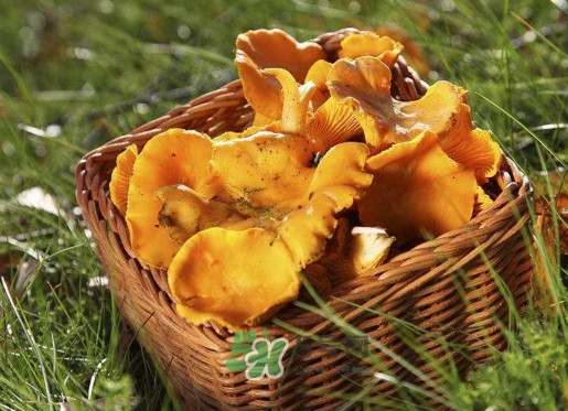 雞油菌怎么清洗？雞油菌要焯水嗎