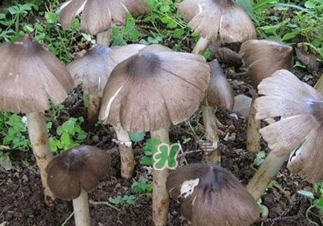 雞樅菌什么人不能吃？雞樅菌哪些人能吃