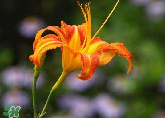 黃花菜怎么采摘？黃花菜怎么清洗