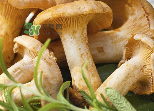 新鮮雞油菌怎么保存？干雞油菌怎么保存