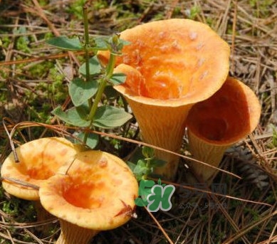 雞油菌怎么做好吃？雞油菌怎么吃