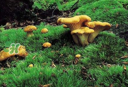 雞油菌怎么做好吃？雞油菌怎么吃