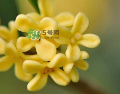 家里為什么不能種桂花？桂花為什么不能栽在家里