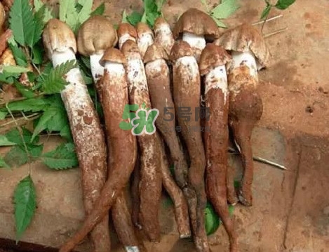 雞樅菌和松茸哪個(gè)更好？雞樅菌有什么營(yíng)養(yǎng)