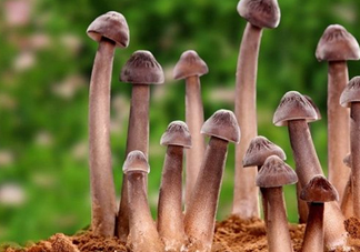 雞樅菌多少錢(qián)一斤？干雞樅菌多少錢(qián)一斤