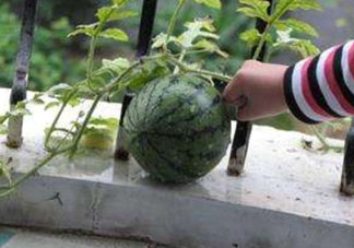 9月份可以種西瓜嗎？九月份種西瓜會(huì)結(jié)果嗎？