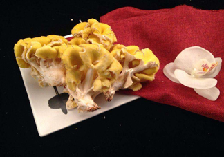 雞油菌孕婦能吃嗎？孕婦可以吃雞油菌嗎