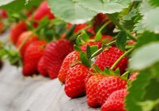 九月份可以種草莓嗎？九月份有草莓吃嗎？