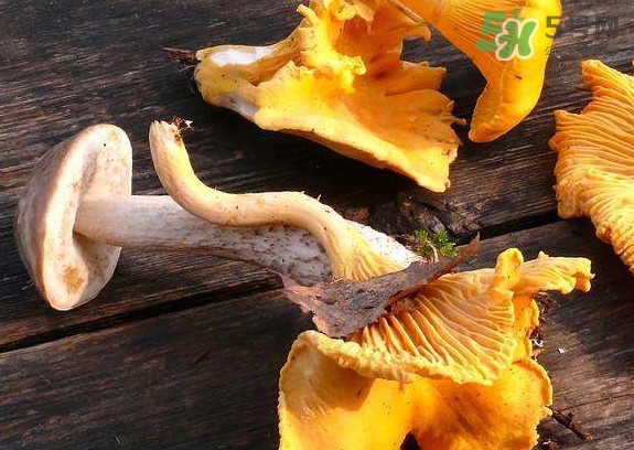 雞油菌什么季節(jié)有？雞油菌什么時候采摘