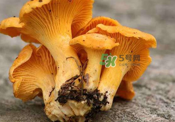 雞油菌孕婦能吃嗎？孕婦可以吃雞油菌嗎