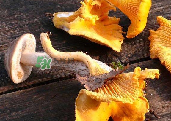 雞油菌是寒性的嗎？雞油菌是發(fā)物嗎