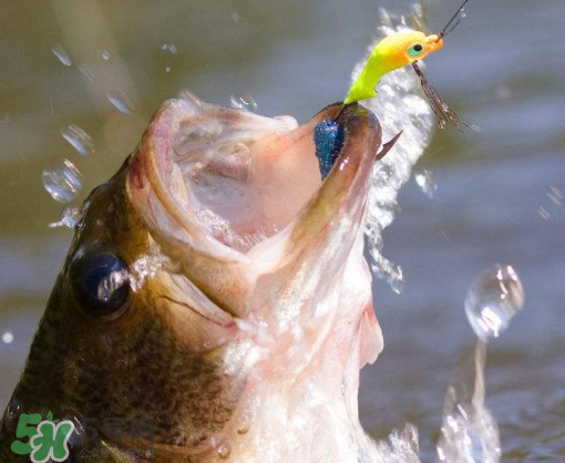 9月份釣什么魚？9月份釣草魚嗎？