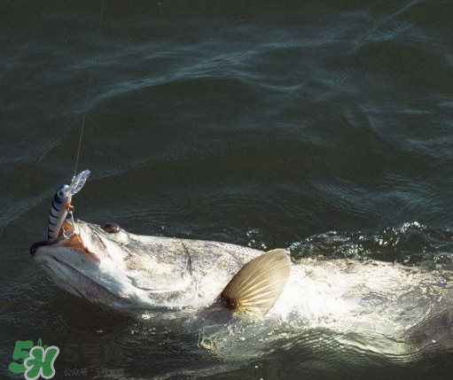 9月份釣什么魚？9月份釣草魚嗎？
