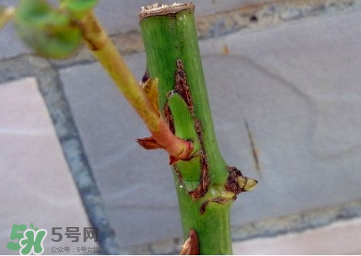 九月份能嫁接樹嗎？九月份怎么嫁接樹？