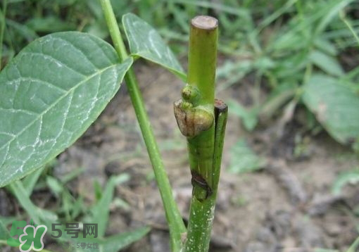 九月份能嫁接樹嗎？九月份怎么嫁接樹？