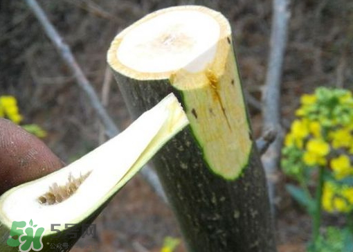 九月份能嫁接樹嗎？九月份怎么嫁接樹？