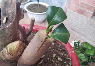 九月份能嫁接樹(shù)嗎？九月份怎么嫁接樹(shù)？