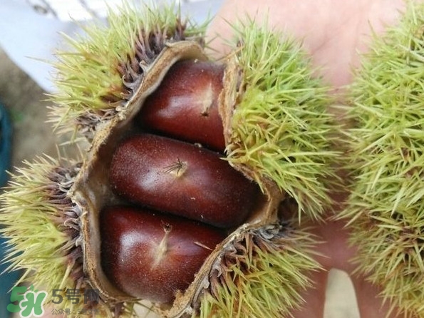 板栗刺有毒嗎？板栗刺球怎么去掉