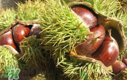 板栗刺有毒嗎？板栗刺球怎么去掉