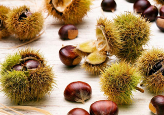 被板栗刺了怎么辦？板栗刺球煮水喝有什么作用