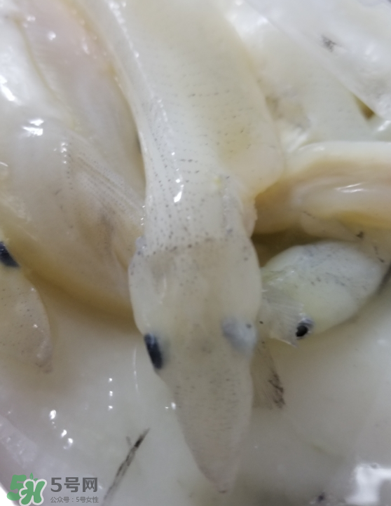 銀魚怎么保存？銀魚可以放在冰箱冷凍保存嗎？