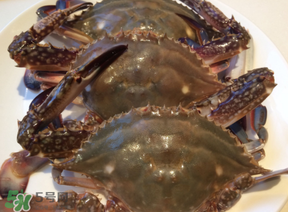 梭子蟹是海里的嗎？梭子蟹是螃蟹嗎？