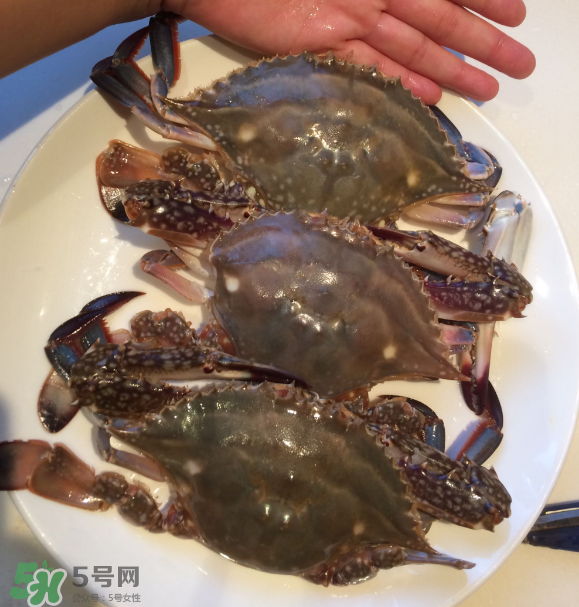 梭子蟹是海里的嗎？梭子蟹是螃蟹嗎？