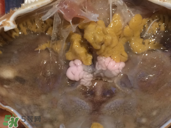 梭子蟹是野生的嗎？梭子蟹養(yǎng)的還是野生的？