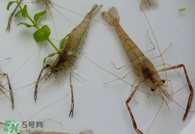 河蝦是發(fā)物嗎？河蝦是不是發(fā)物？