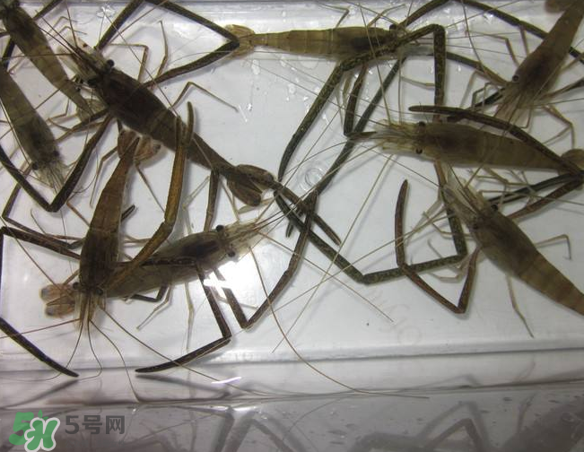 河蝦是發(fā)物嗎？河蝦是不是發(fā)物？