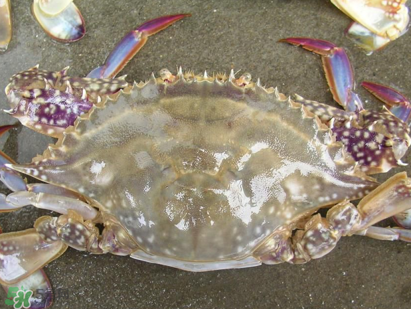 來月經(jīng)能吃梭子蟹嗎？經(jīng)期能吃梭子蟹嗎？