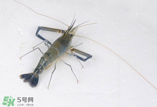 河蝦是酸性還是堿性？河蝦是涼性還是熱性？