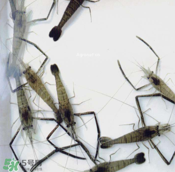 河蝦可以和牛奶同食嗎？河蝦和牛奶能一起吃嗎？