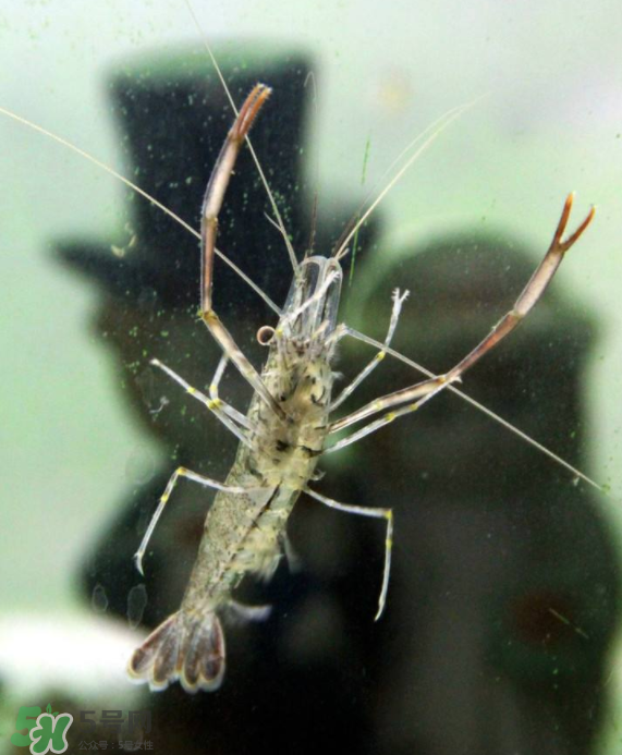 河蝦可以養(yǎng)殖嗎？河蝦怎么養(yǎng)才不會死？