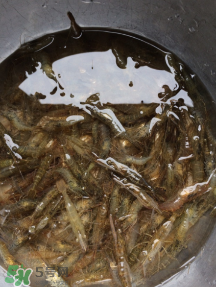 河蝦可以放冰箱嗎？河蝦在冰箱能放幾天？