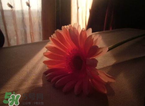 塑料花友誼是什么意思？塑料花友誼怎么來的