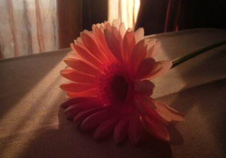 塑料花友誼是什么意思？塑料花友誼怎么來的