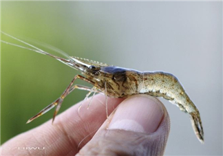 河蝦可以養(yǎng)殖嗎？河蝦怎么養(yǎng)才不會(huì)死？