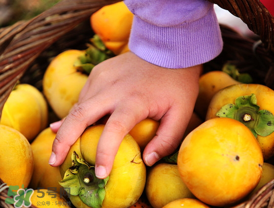 懶柿子幾月熟？哪種柿子適合做懶柿子？