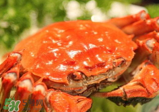 啤酒蒸大閘蟹怎么做？啤酒蒸大閘蟹做法步驟