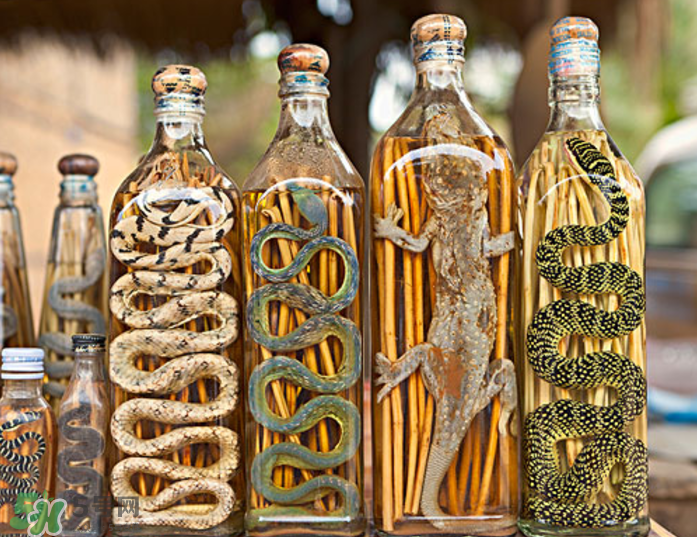 毒蛇泡在酒里為什么不死？毒蛇泡酒不死是什么原因？