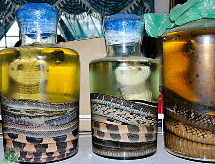 毒蛇泡在酒里為什么不死？毒蛇泡酒不死是什么原因？