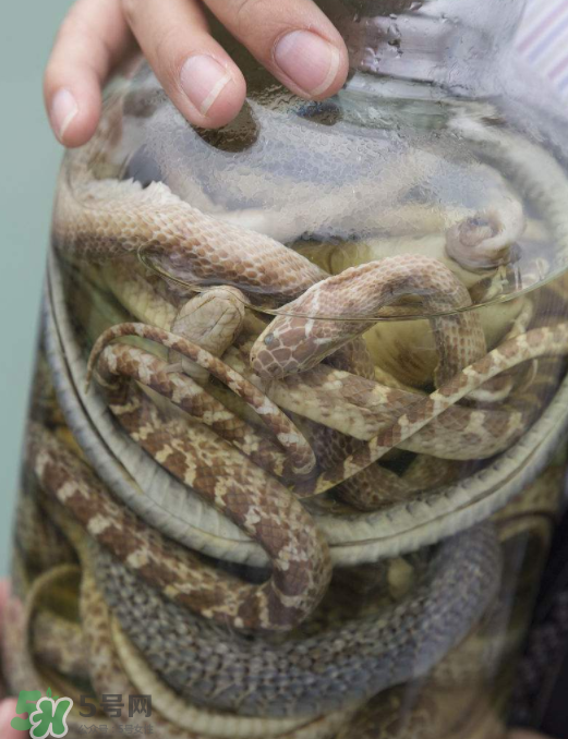 毒蛇泡酒多久才能喝？毒蛇泡酒多久才會死？