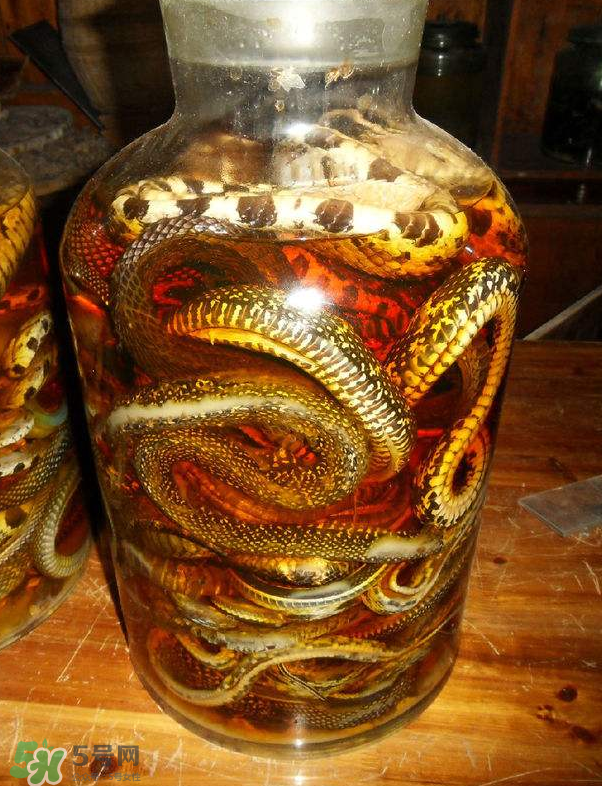 毒蛇泡酒多久才能喝？毒蛇泡酒多久才會死？