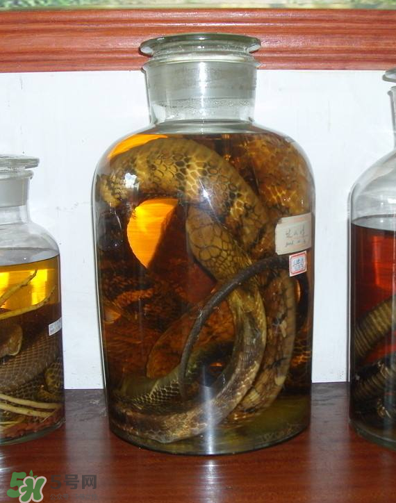 毒蛇泡酒多久才能喝？毒蛇泡酒多久才會死？