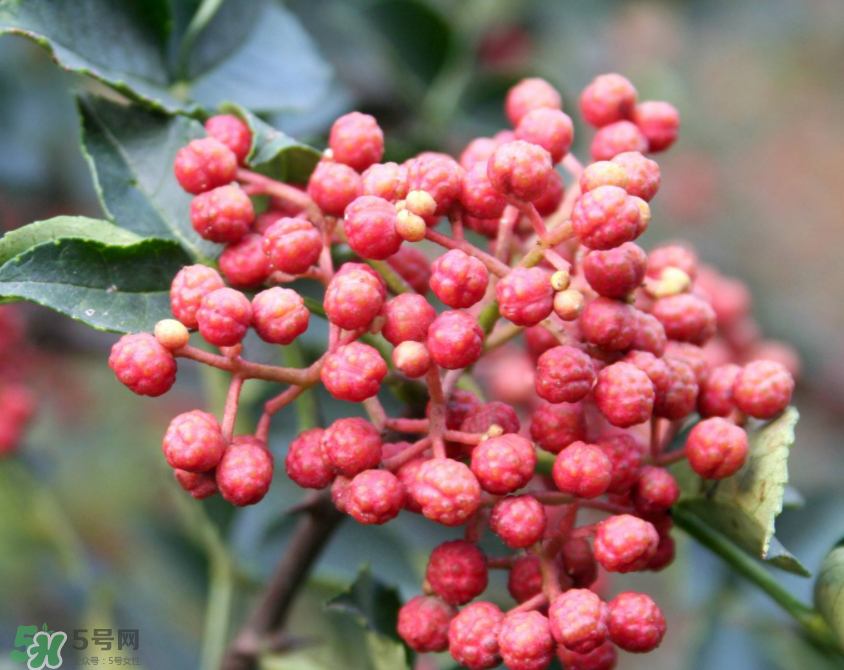 花椒泡腳能治白發(fā)嗎？花椒泡腳白發(fā)能轉(zhuǎn)黑嗎？