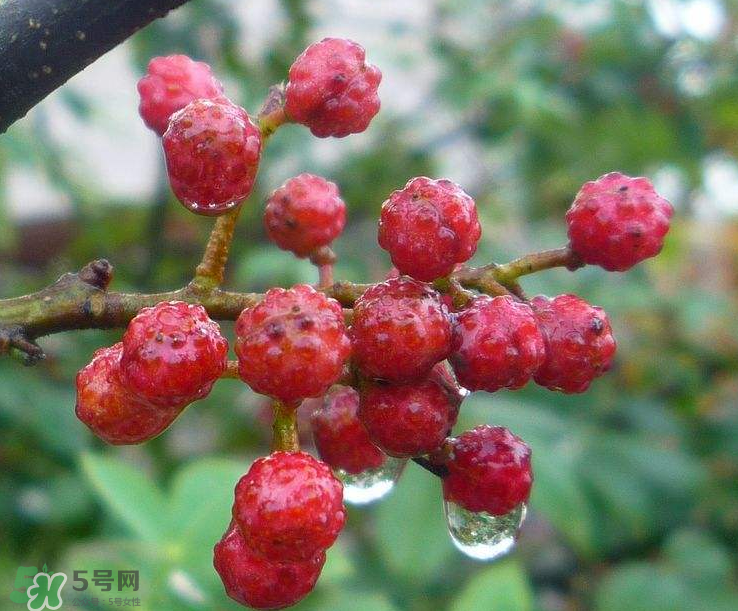 花椒泡腳能祛濕嗎？怎樣用花椒去濕去寒？