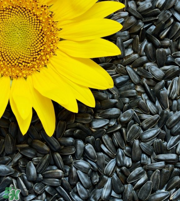葵花籽是果實還是種子？葵花籽是堅果嗎？